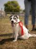 Country Dog Show 2025